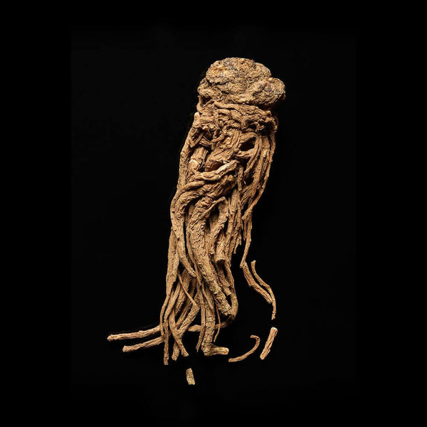 Angelica Sinensis