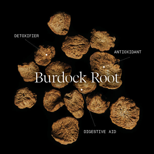 Burdock Root
