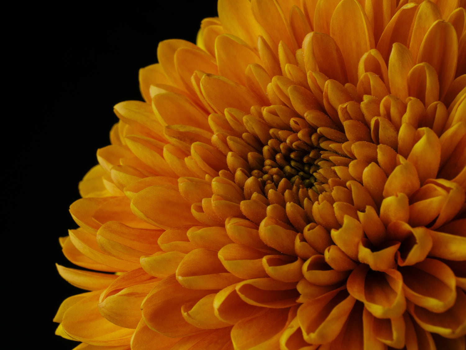 Close-up of a bright yellow flower against a black background