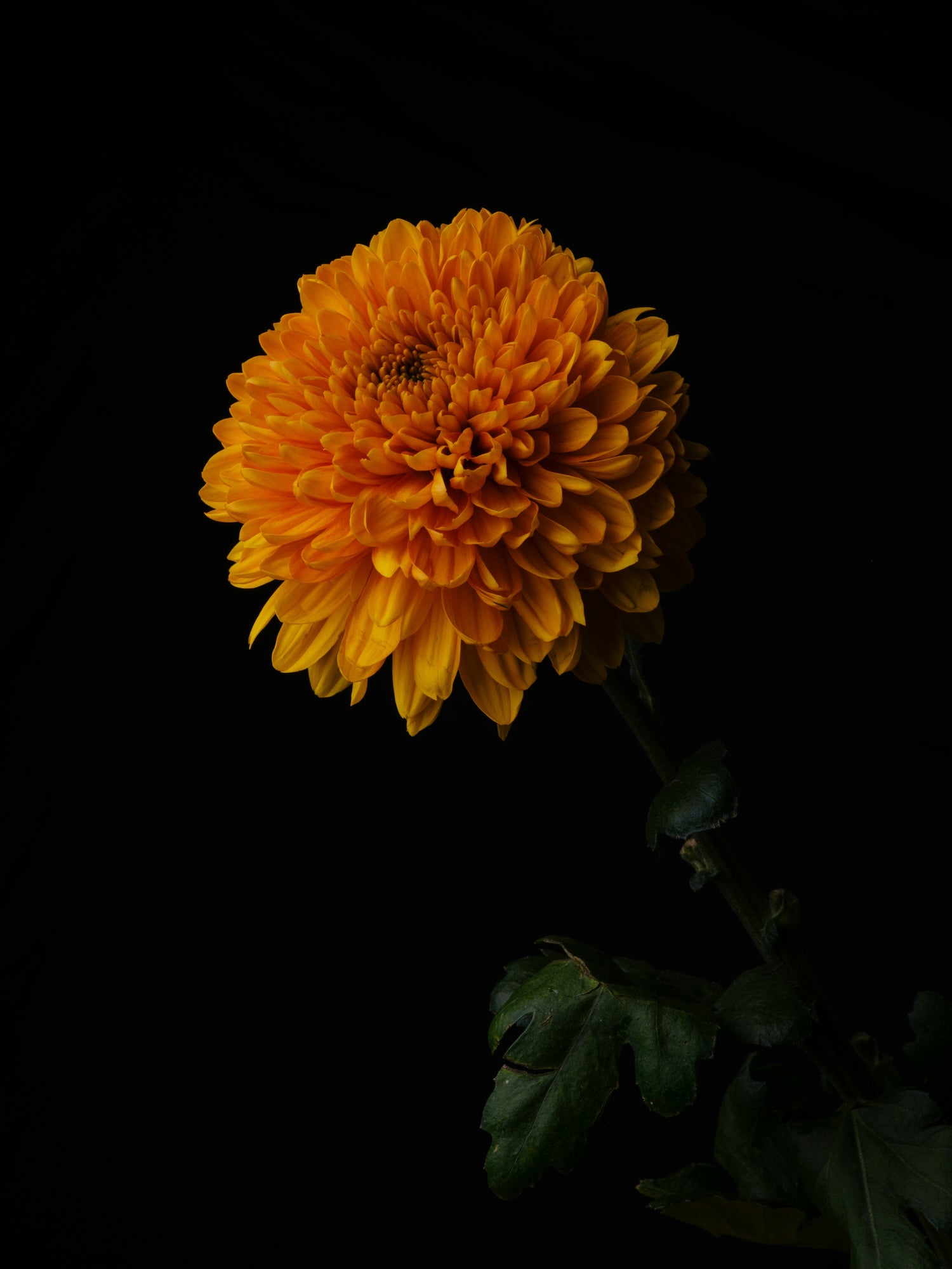The history of chrysanthemum
