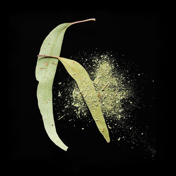 Eucalyptus