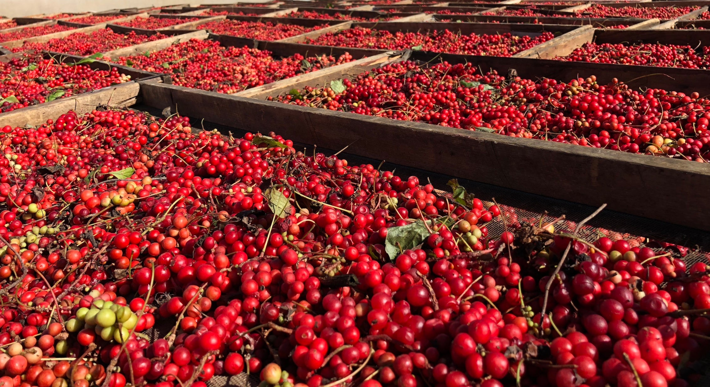 Handpick Schisandra berry drying in wooden trays under the sun