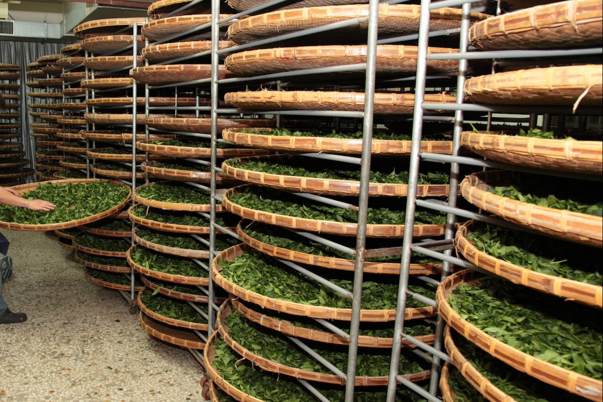 Kurokji green tea leaves drying