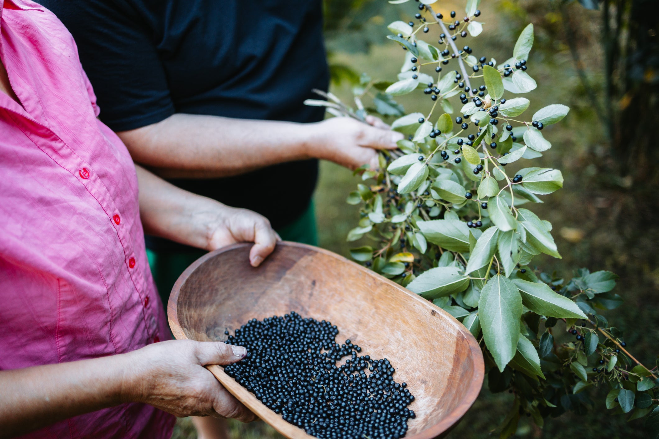 Maqui berries being hand-picked in Patagonia