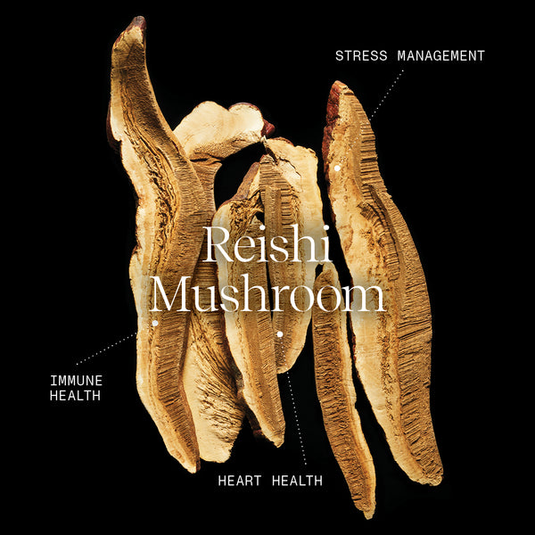 Reishi Mushroom