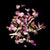Rose petals