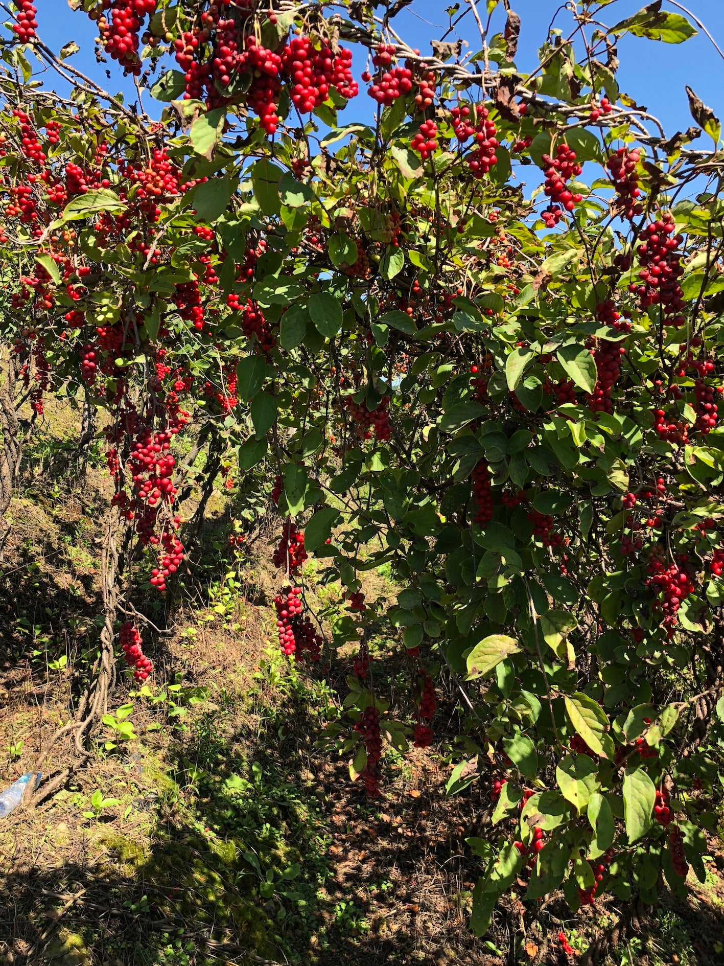 Schisandra berry red