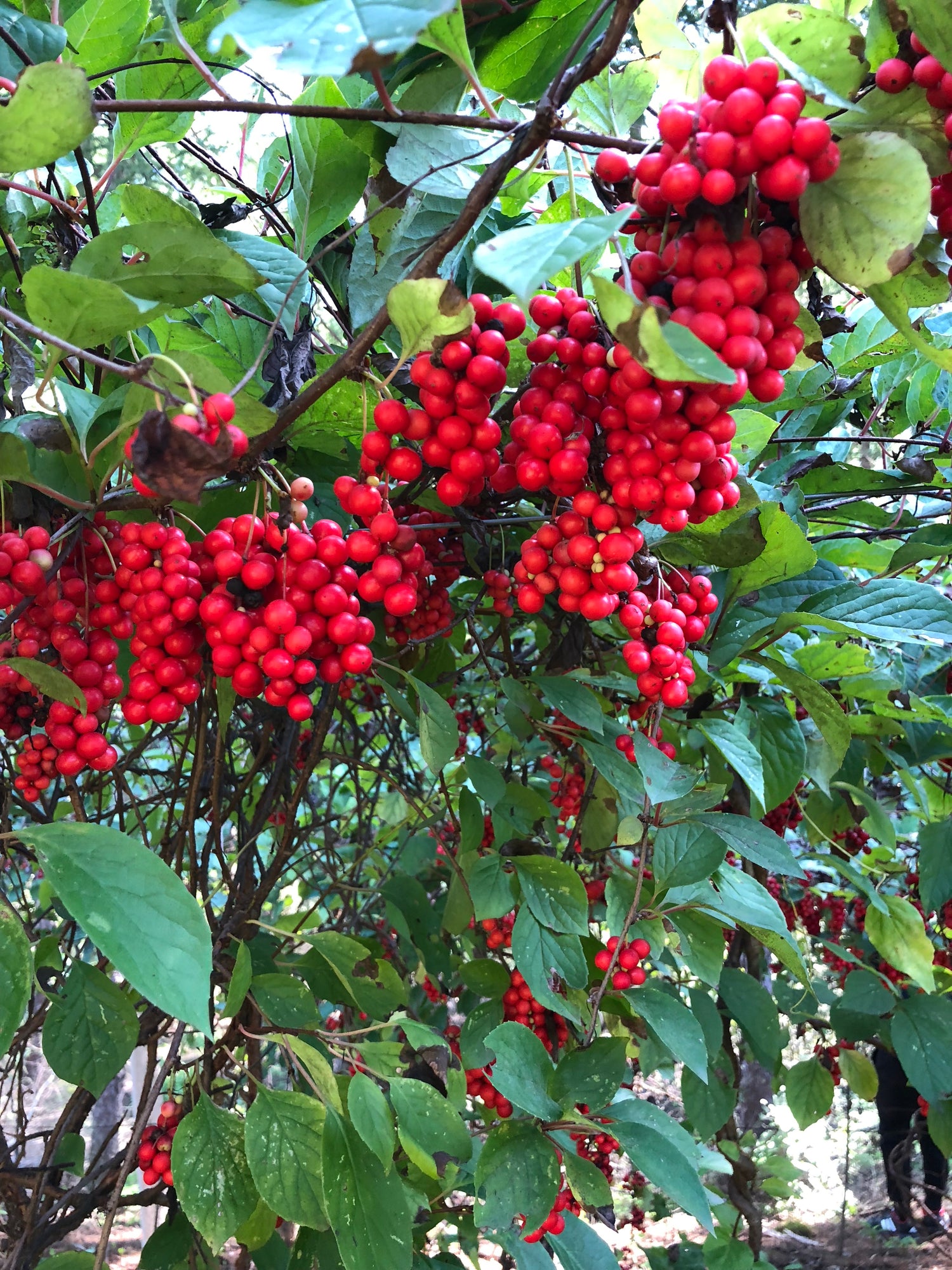 Clusters of ripe Schisandra berry China growing on a leavy vine