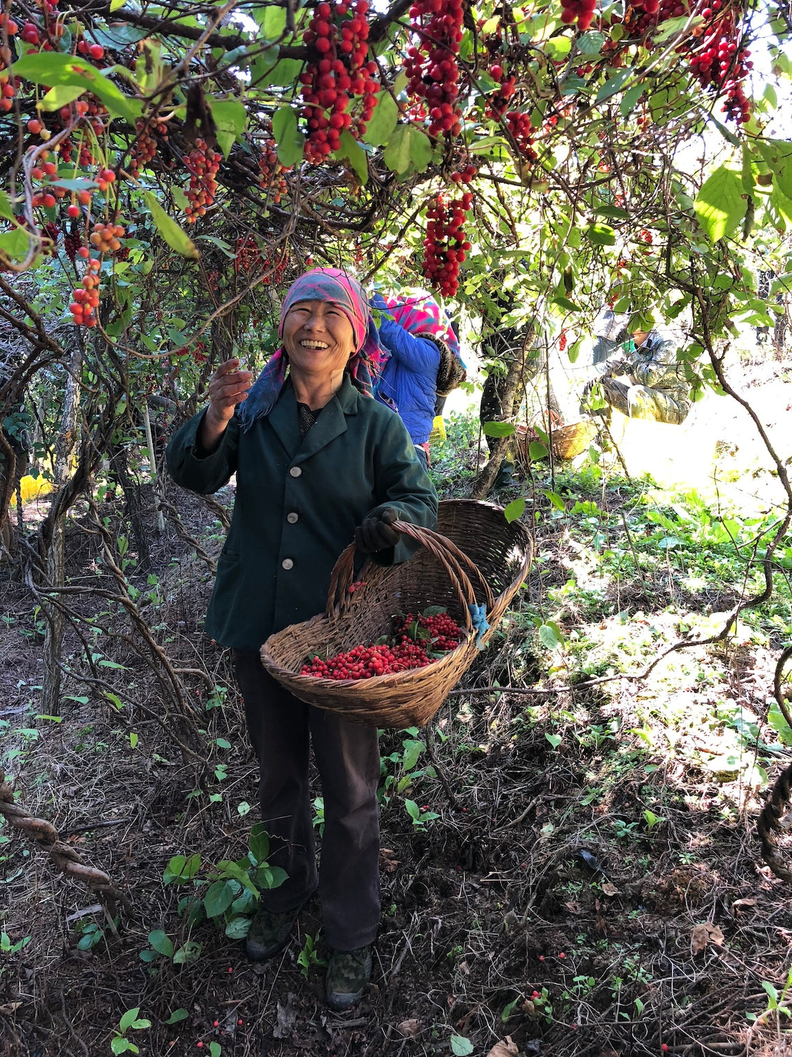 A woman laughing picking schisandra berry