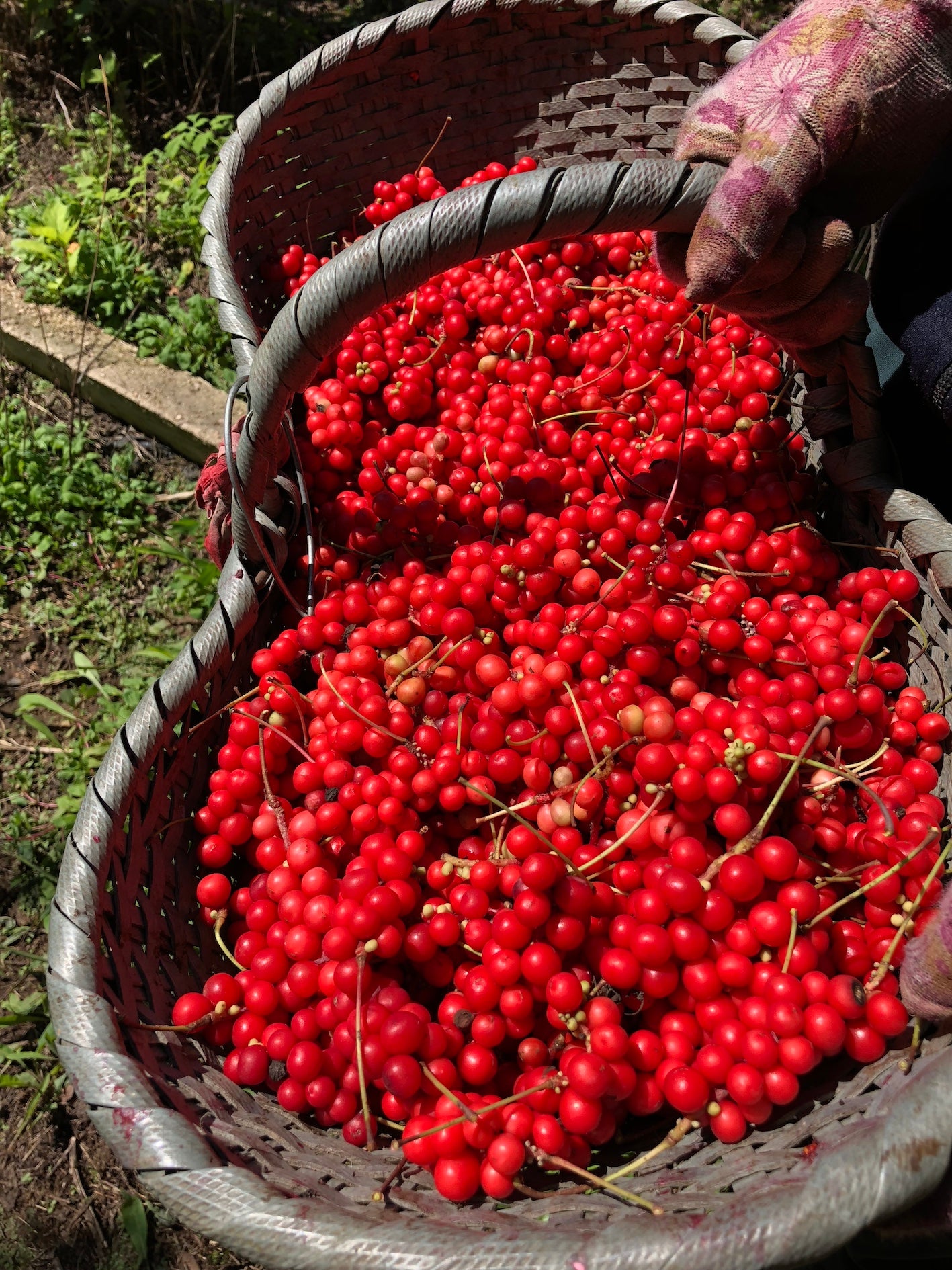 Basket filled with freshly Schisandra berries being held by a gloved hand