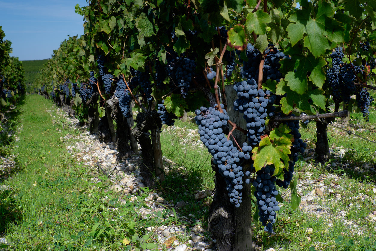 Red wine grapes of a vine in Pauillac, France
