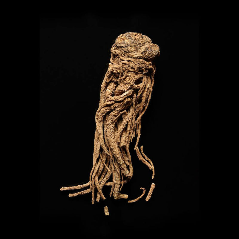 The Health Benefits of Angelica Sinensis (Dong Quai / “Female Ginseng”)
