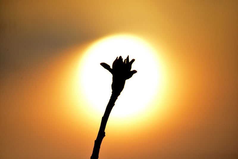 Spring Equinox: A Time for Renewal