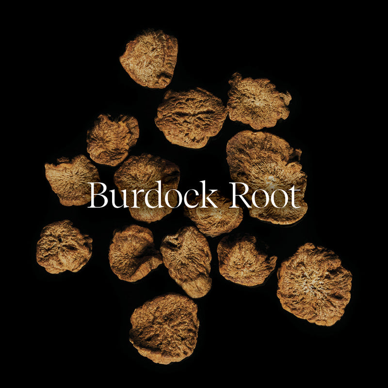 The Top Health Benefits of Burdock Root