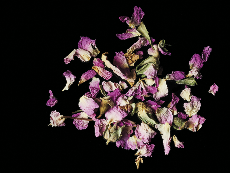 The Health Benefits and Historic Use of Rose Petals