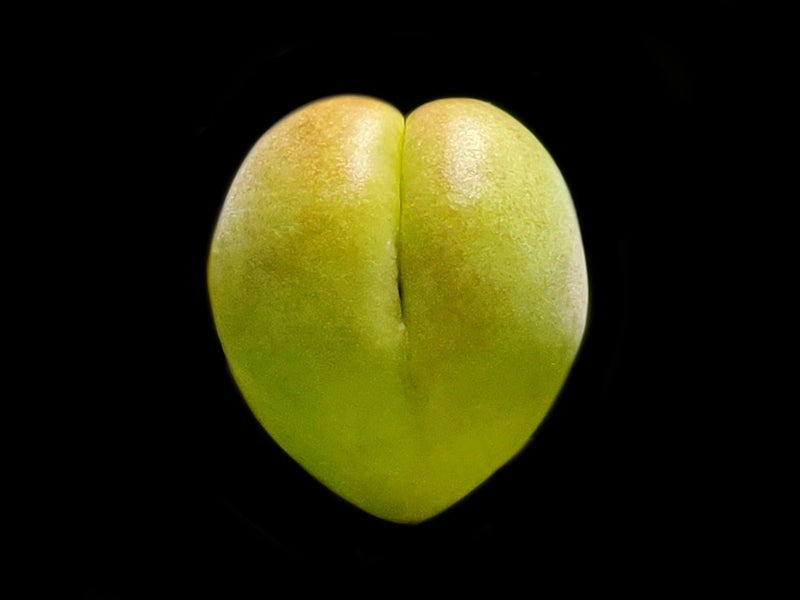 Ume plum health benefits