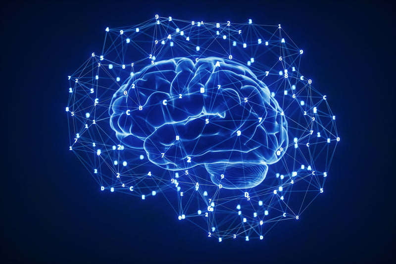 brain on a black background