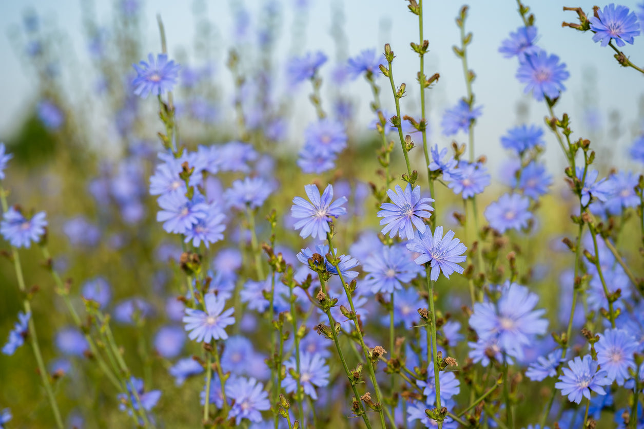 Field of blue chicory flowers