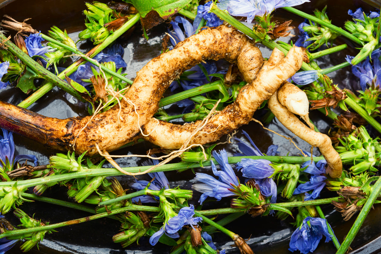 Chicory root on blue chicory flower