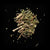 Damiana leaf