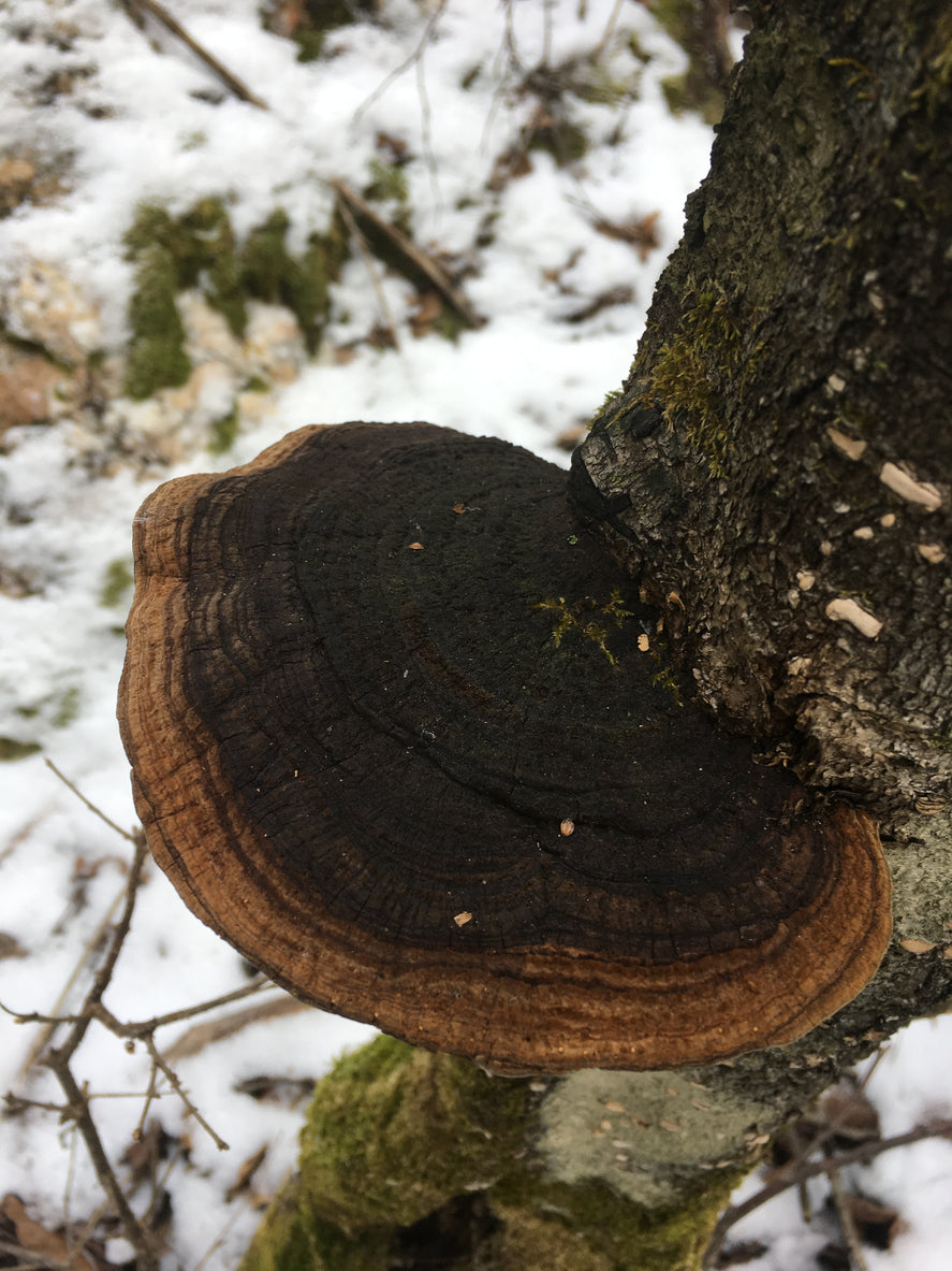 Mesima mushroom on mulberry tree