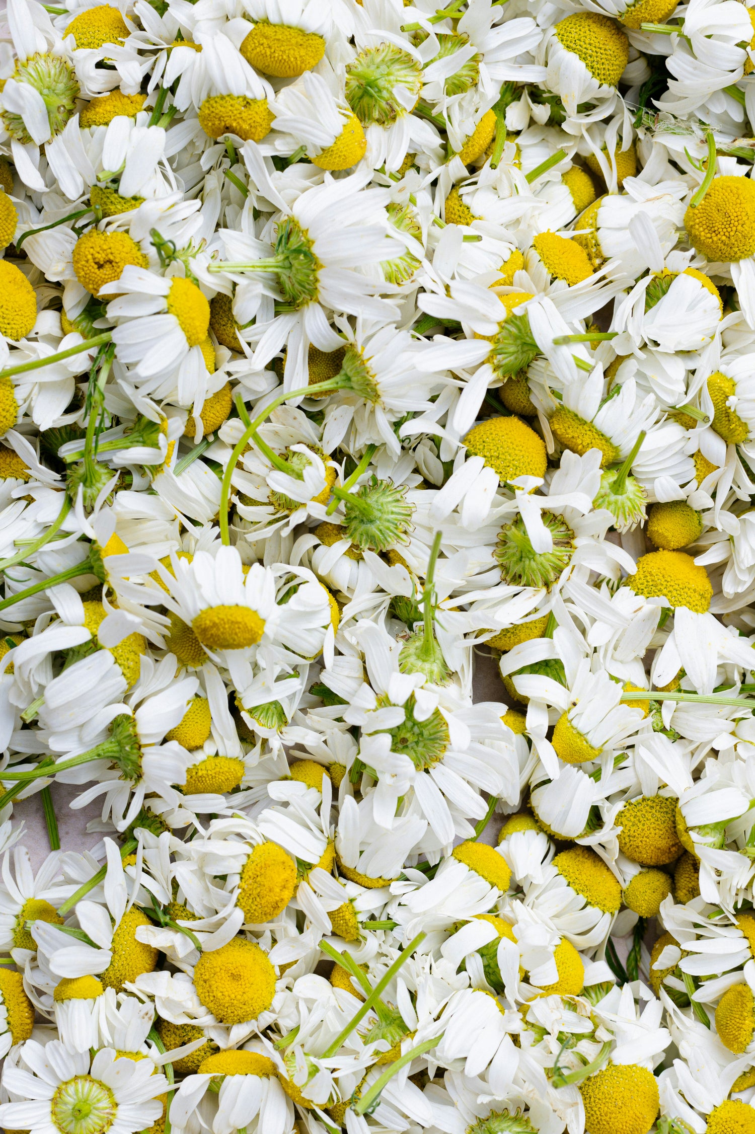 Close-up of white flowers with yellow centers and green stems.