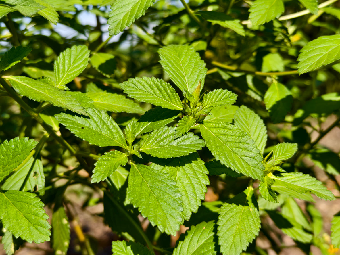 Close-up of green leaves with a blurred natural background