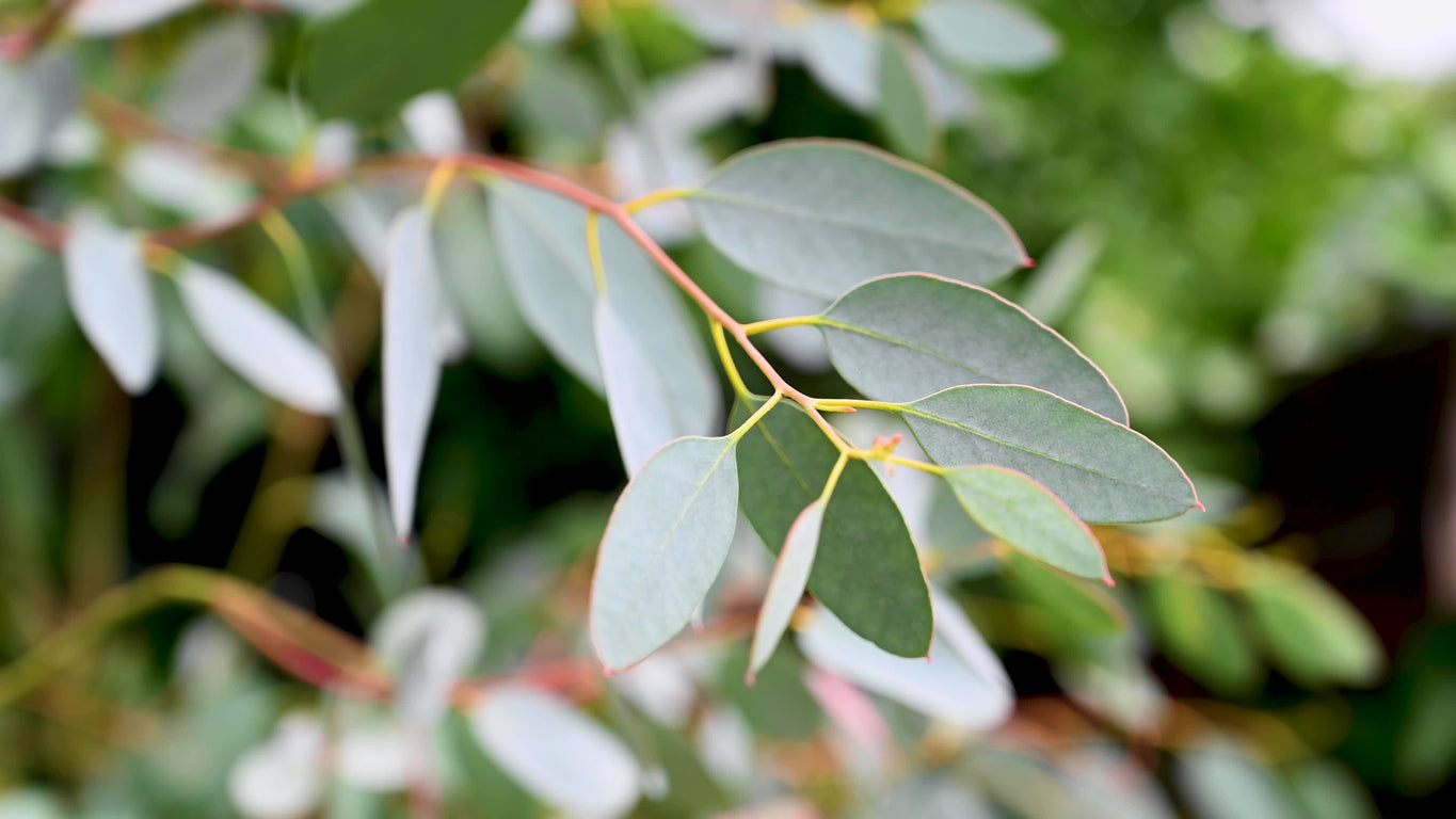 eucalyptus tree