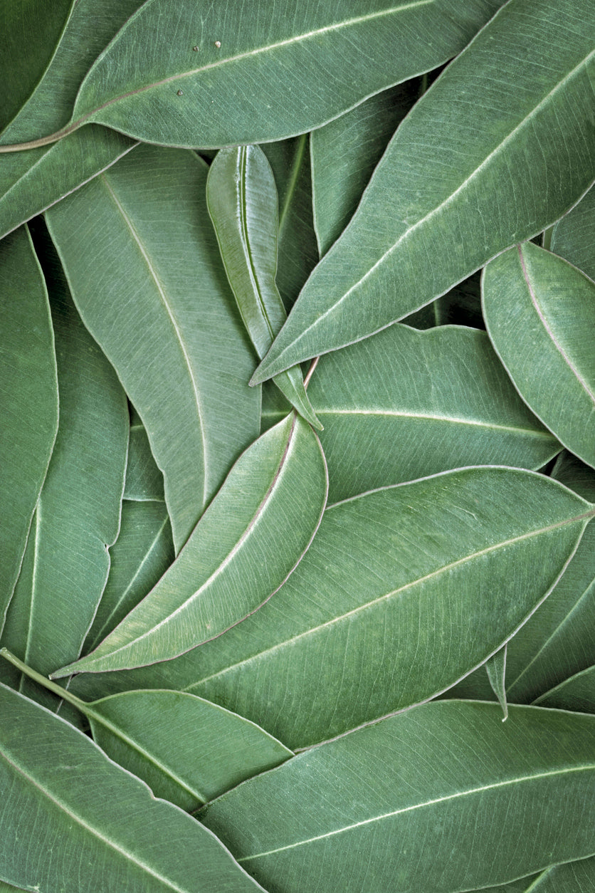 eucalyptus leaves