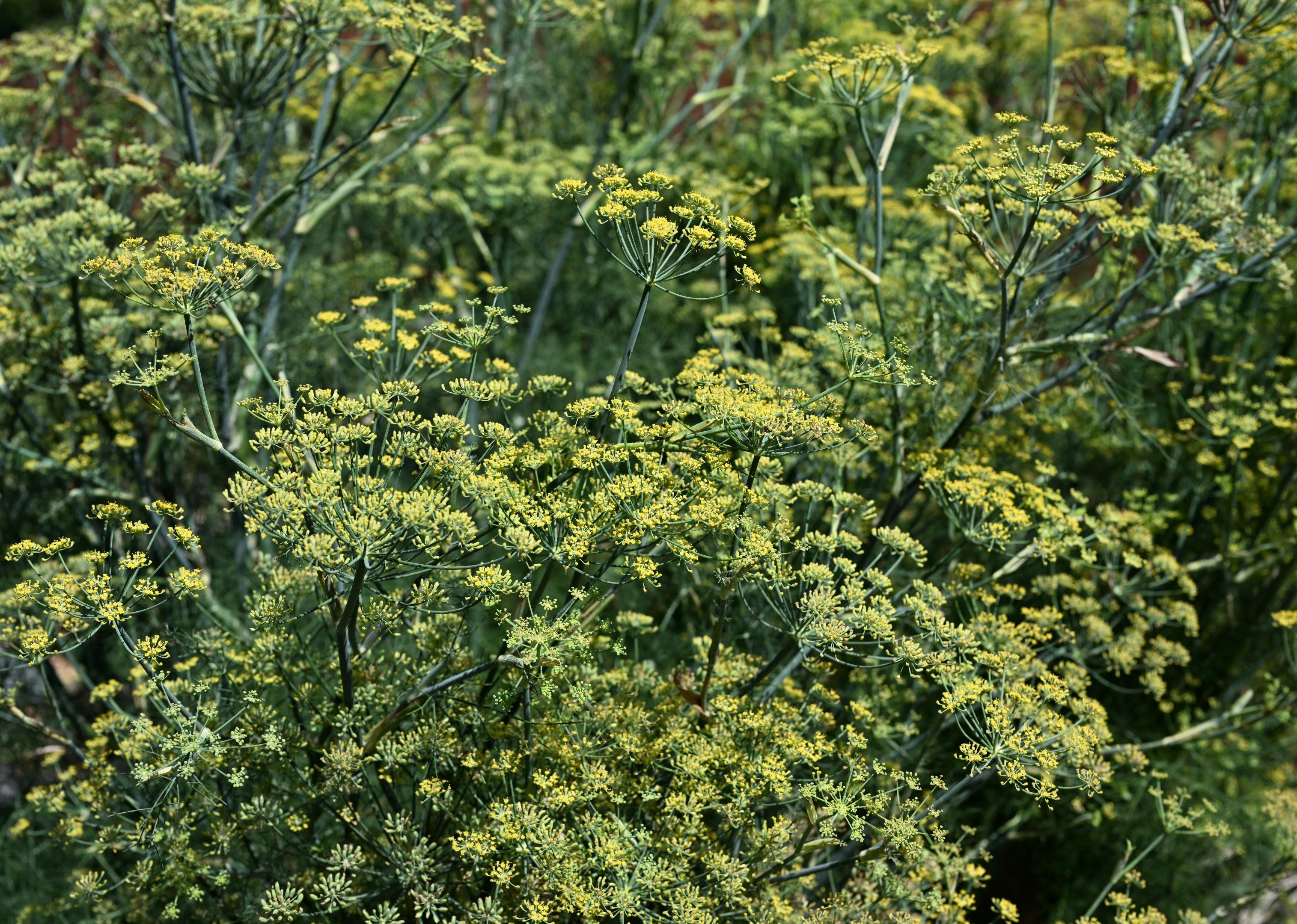 fennel plant