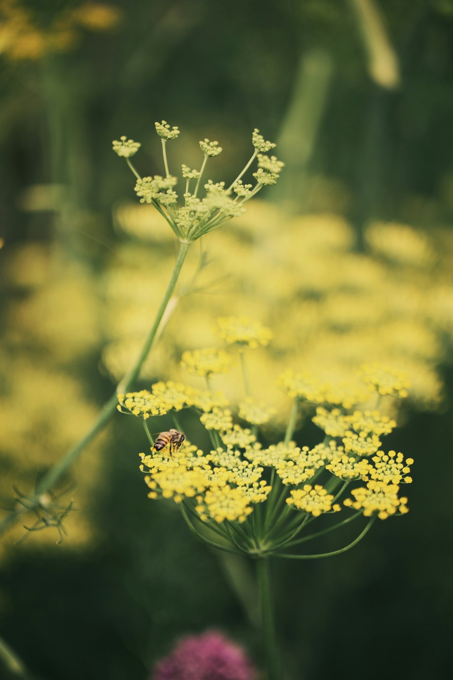Yellow flowers with a bee on a blurred green background