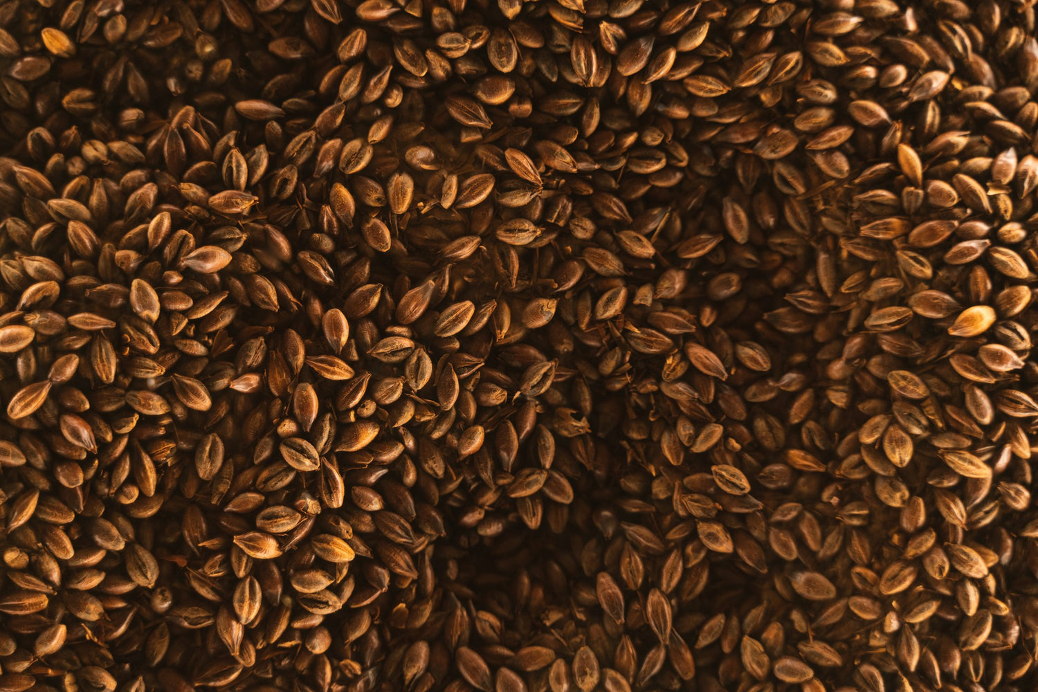A close-up, top-down view of a dense pile of small brown oval seeds or grains filling the entire frame.