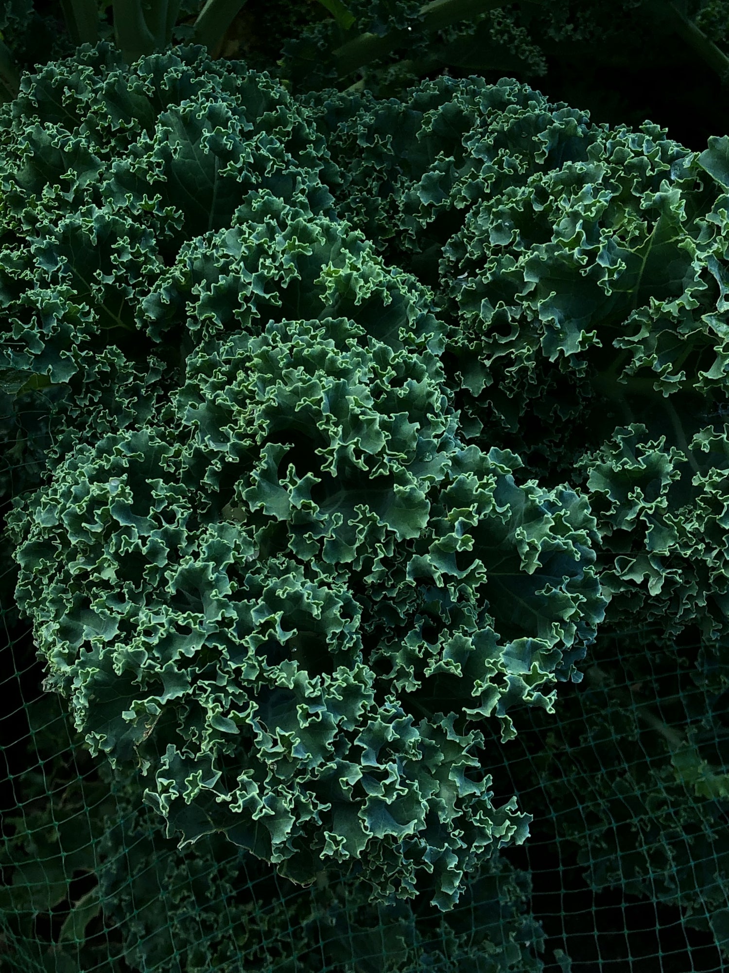 Close-up of green leafy kale with a dark background