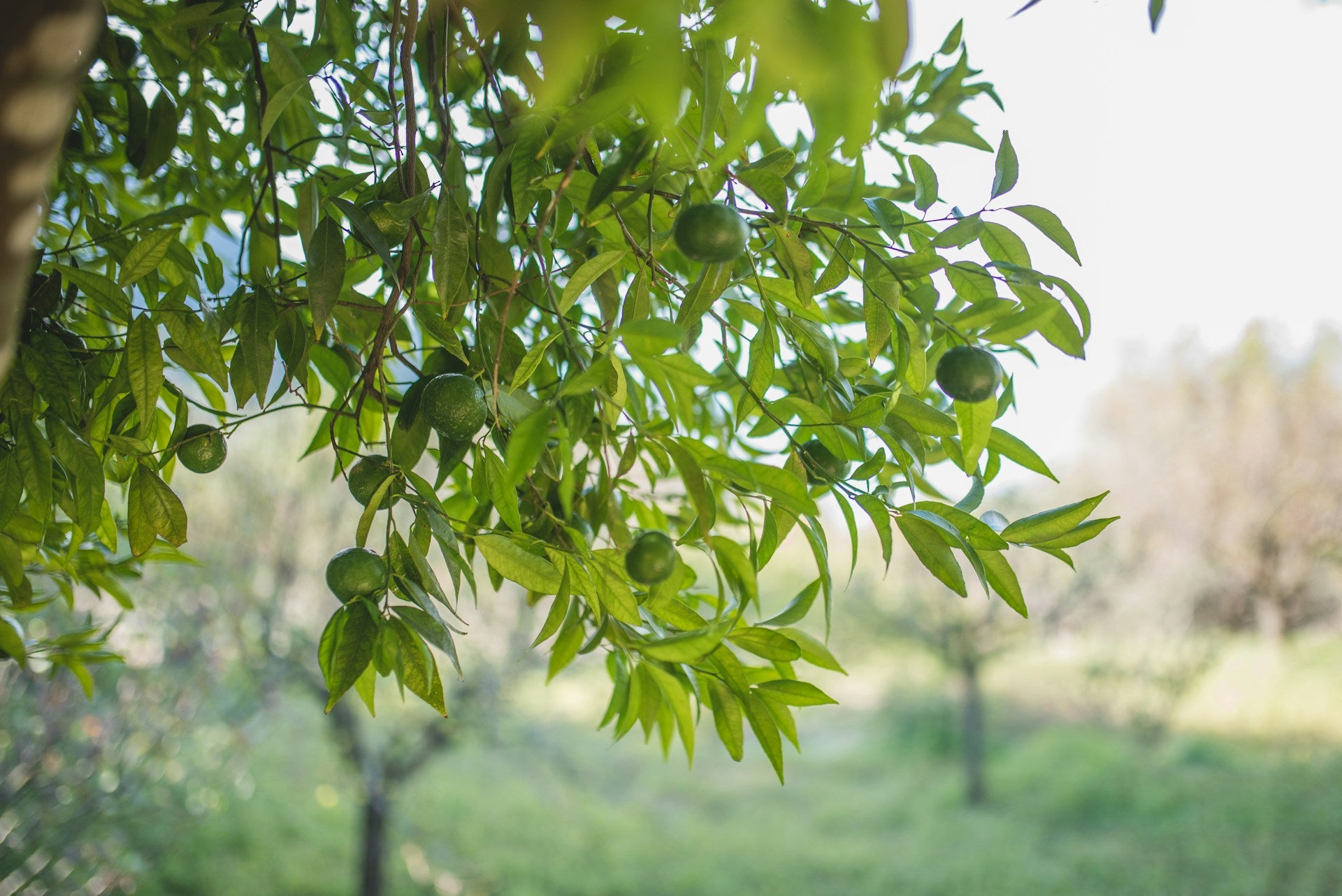 lime tree