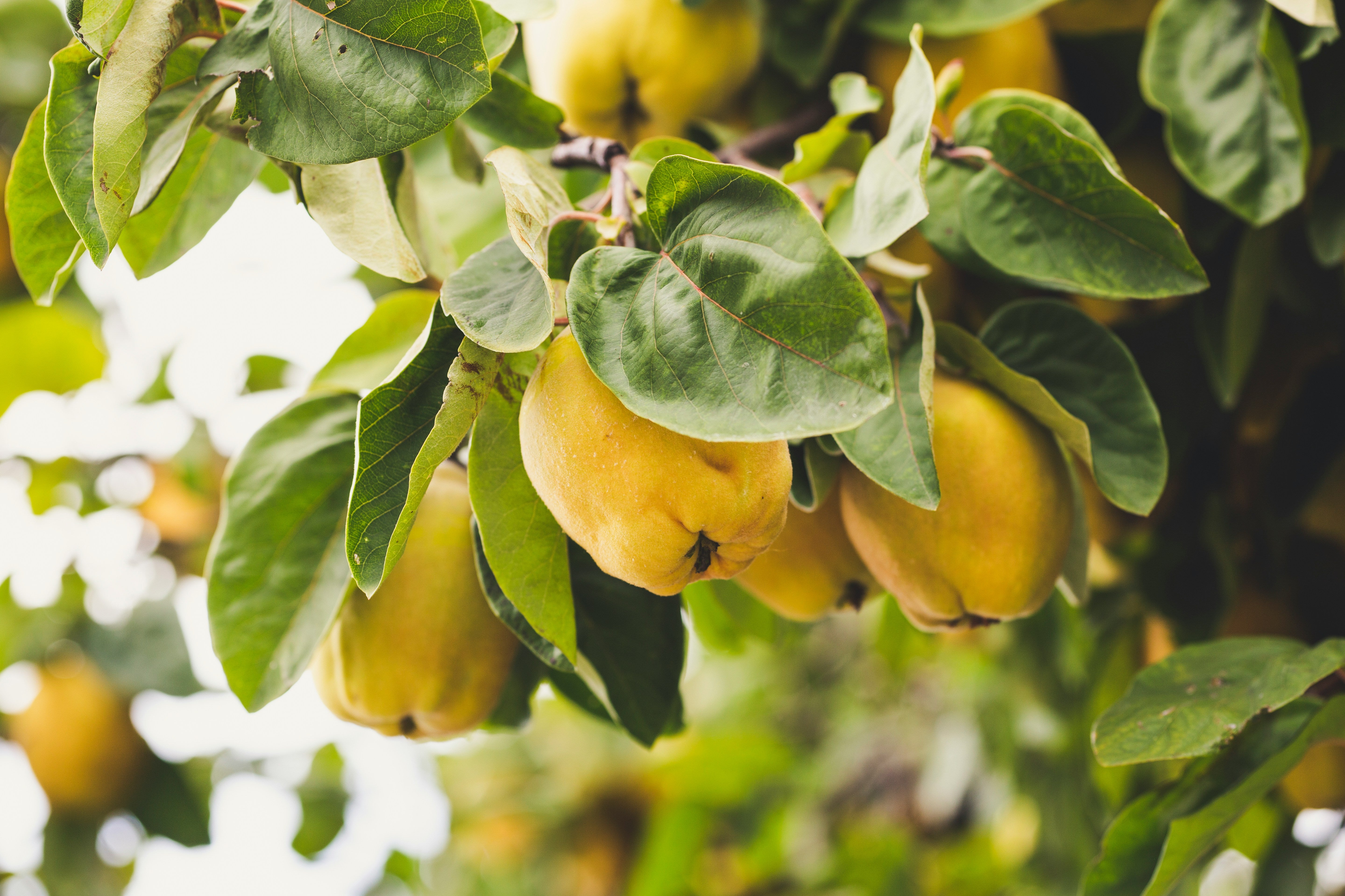 quince on a tree