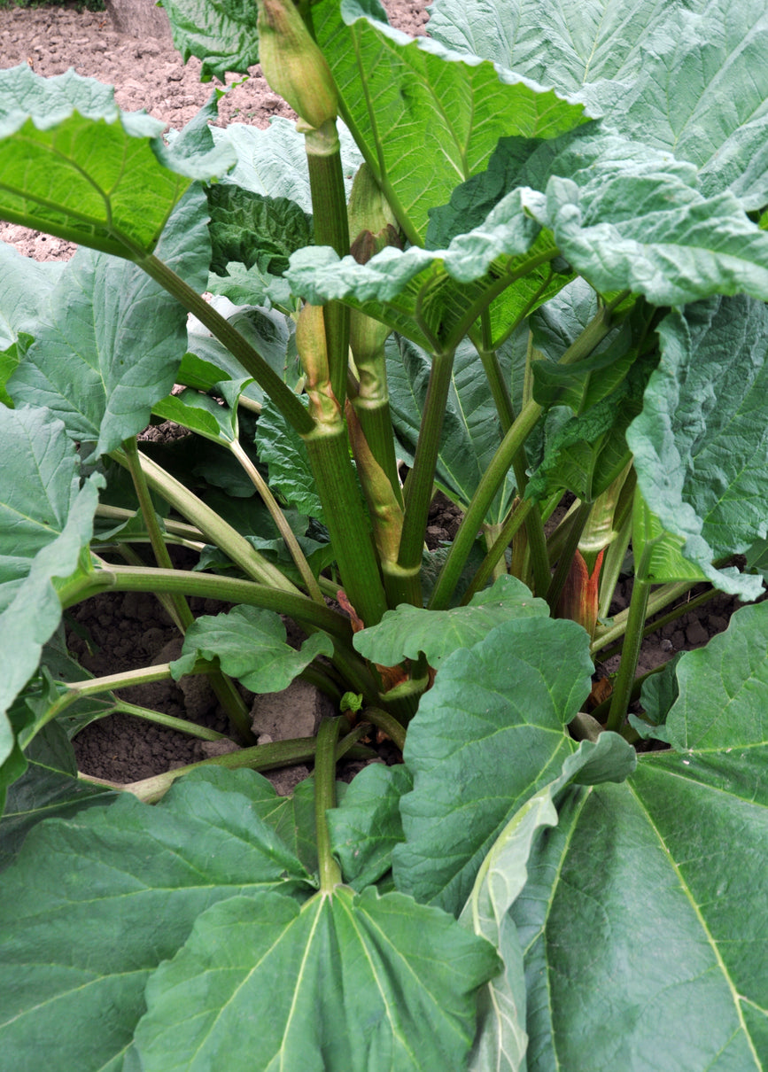 rhubarb plant