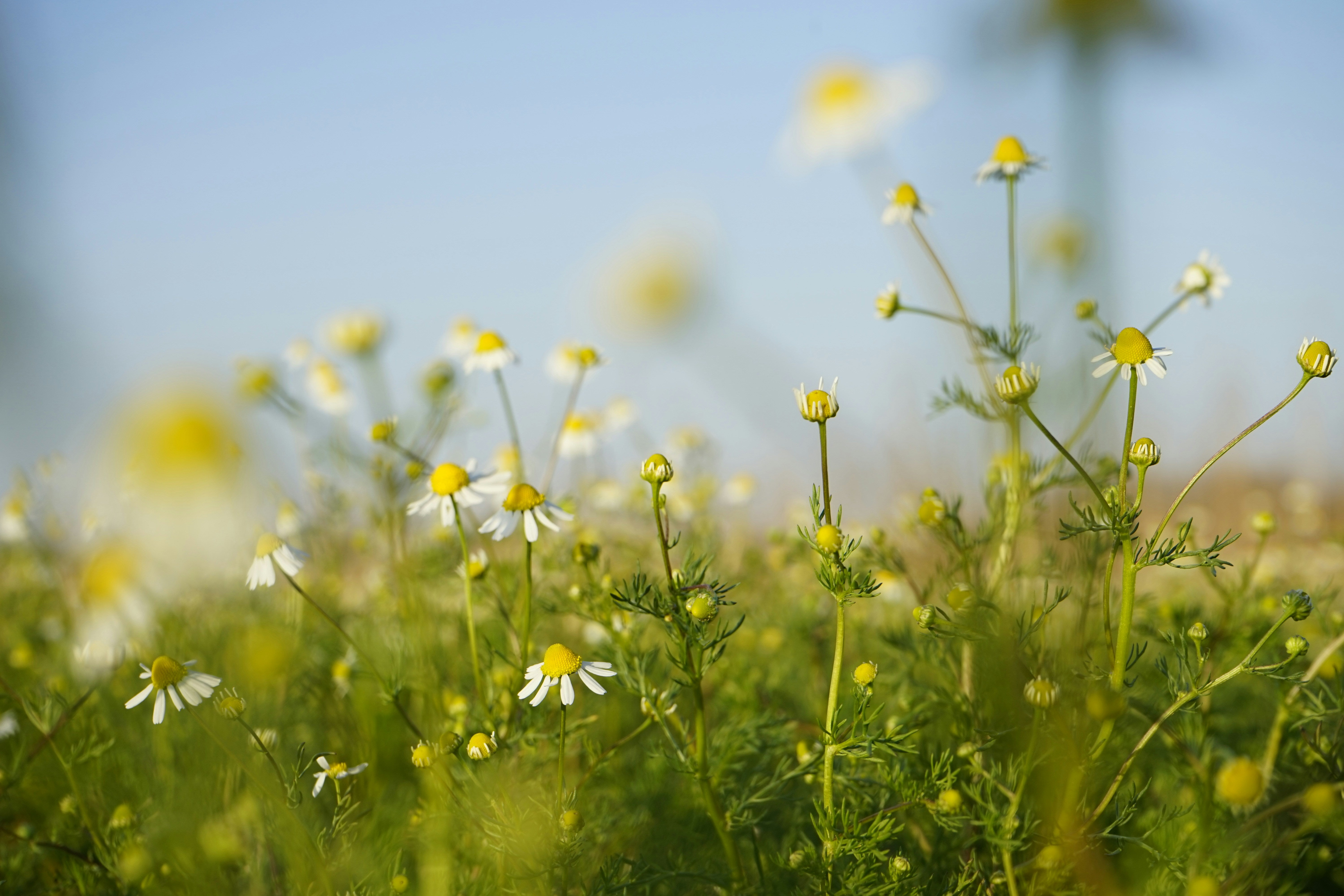 Field of daisies with a blurred blue sky background